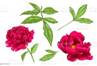 Fleur Botanique Florale De Pivoine Rouge De Vecteur Art Dencre Gravé Rouge Et Vert Élément Isolé Dillustration De Pivoine Vecteurs libres de droits et plus d'images vectorielles de Animaux à l'état sauvage -